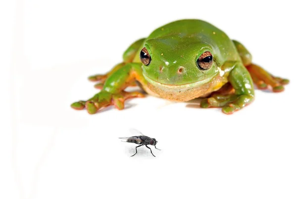 Green tree frog and a fly — Stock Photo, Image