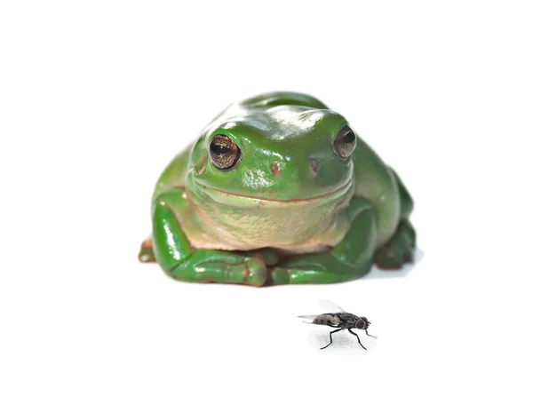 Tree frog and fly — Stock Photo, Image