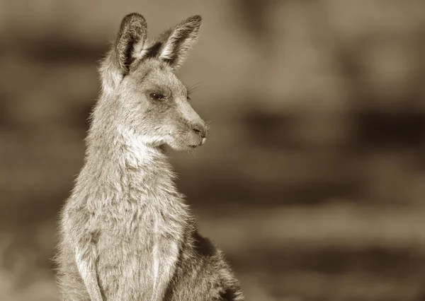 Сепия серого кенгуру — стоковое фото