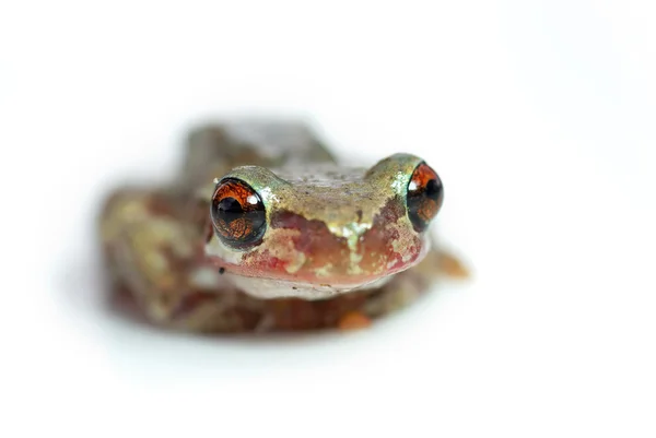寻找傻傻的红眼树蛙 — 图库照片
