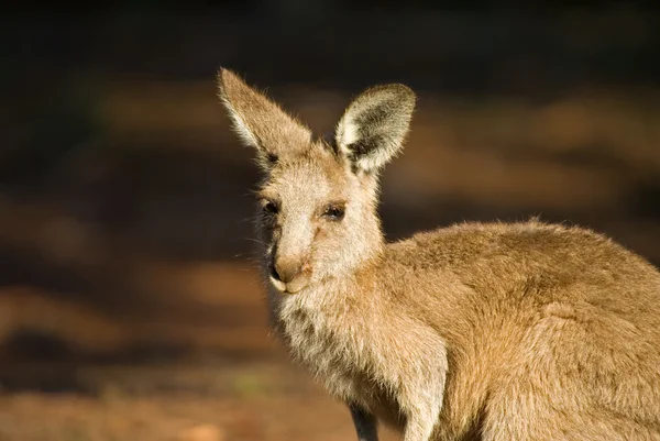 Eastern gray kangaroo — Stock Photo, Image