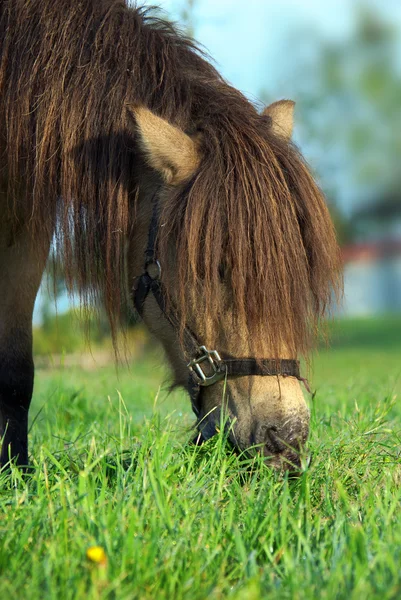 Häst äter gräs — Stockfoto