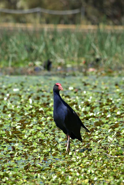 Water hen in wetlands — Stockfoto