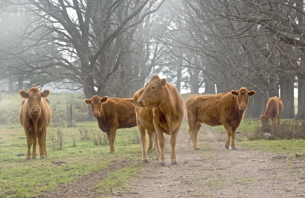 Коровы на дороге — стоковое фото