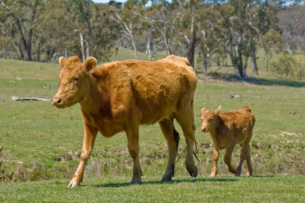Matka kráva a tele — Stock fotografie