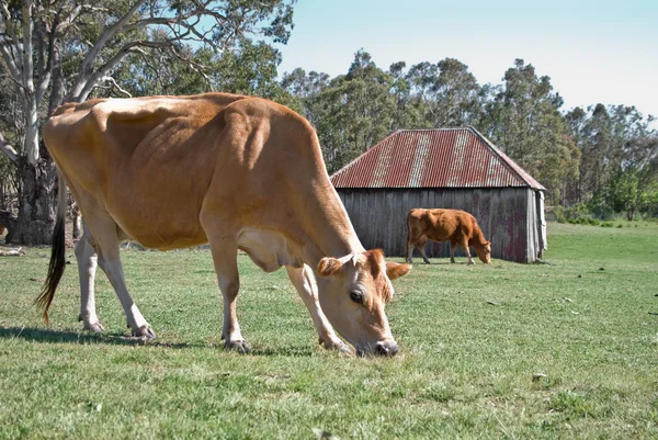 田野里的奶牛 — 图库照片
