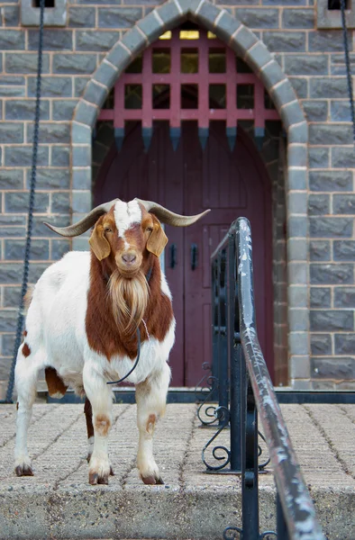 Koza straży — Zdjęcie stockowe