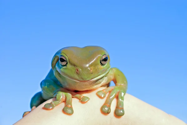 嗯树蛙 — 图库照片