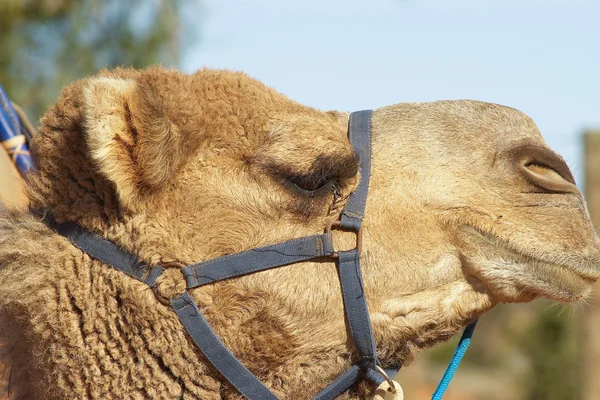 Kameler — Stockfoto