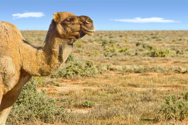 Wielbłąd patrząc na pustyni — Zdjęcie stockowe