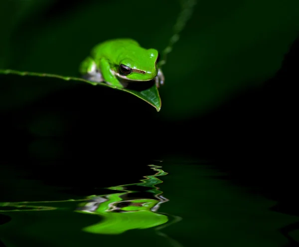 Malá žába — Stock fotografie