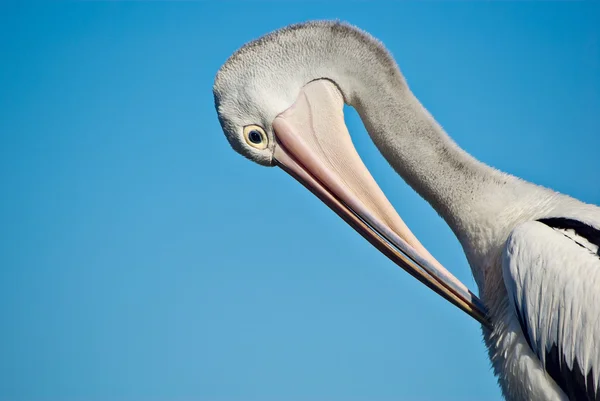 Cartolina di pelican Immagini Stock Royalty Free