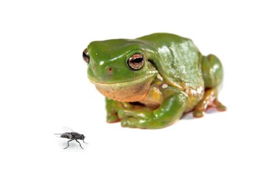 Green tree frog and a fly clipart