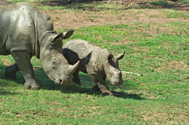 Mother and baby rhino clipart