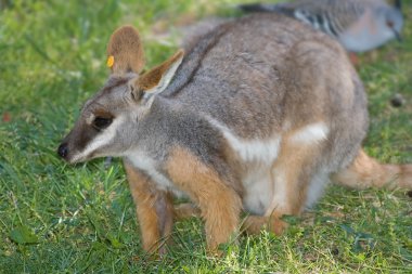 Yellow footed rock wallaby at adelaide z clipart