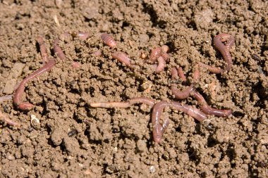 Composting worms clipart