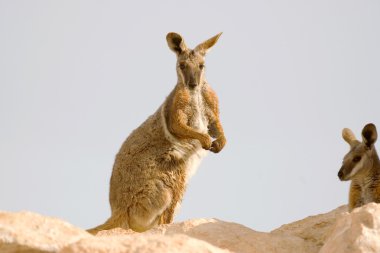 Yellow footed rock wallaby clipart