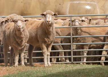 Sheep in pen clipart