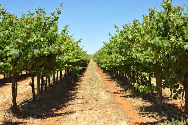 Grape vines in a row clipart