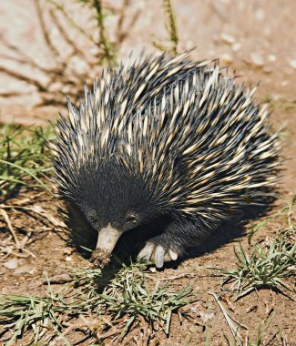 Echidna clipart