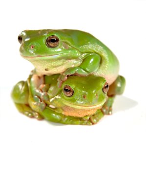 Two frogs clipart