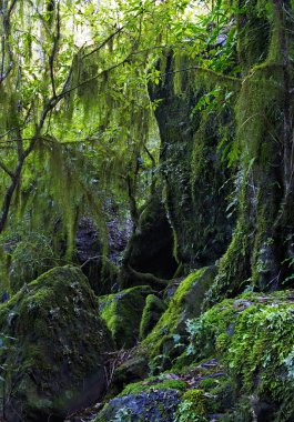 Hanging lichen and moss clipart