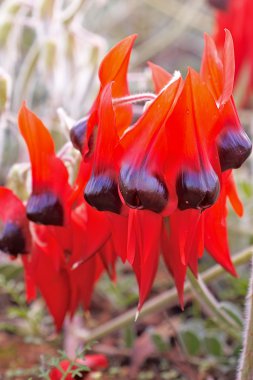 Sturts desert pea clipart