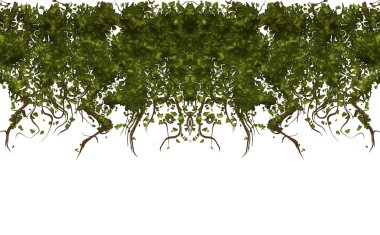 Vines clipart