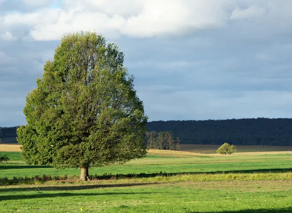 Drzewo krajobraz — Zdjęcie stockowe