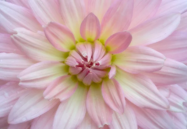 Puha crysanthemum — Stock Fotó