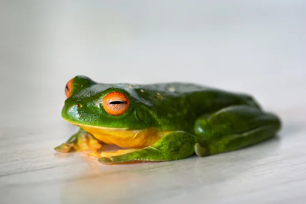 Zawartość żaba — Zdjęcie stockowe