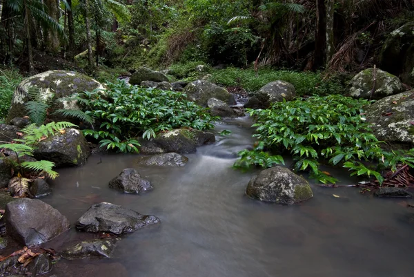 Rainforest strumienia — Zdjęcie stockowe