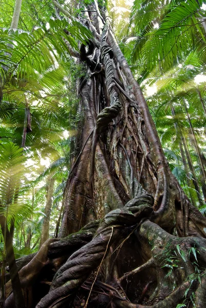 stock image Old tree new day