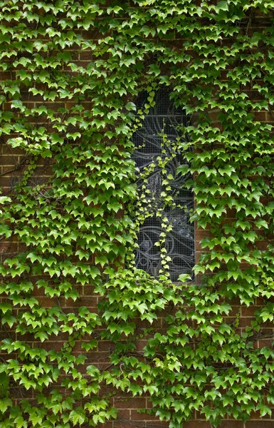 Vine covered church building — Stock Photo, Image