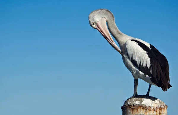 Pelikan pocztówka — Zdjęcie stockowe
