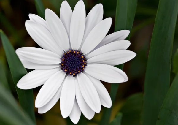 Белый ромашковый цветок — стоковое фото