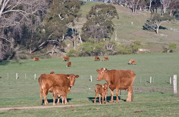 Krávy v terénu — Stock fotografie