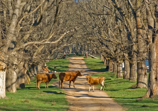 Krowy w drodze — Zdjęcie stockowe