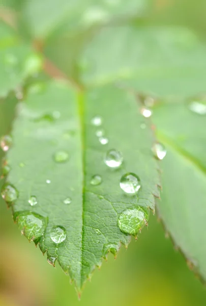 Gotas de agua en las hojas — Foto de Stock