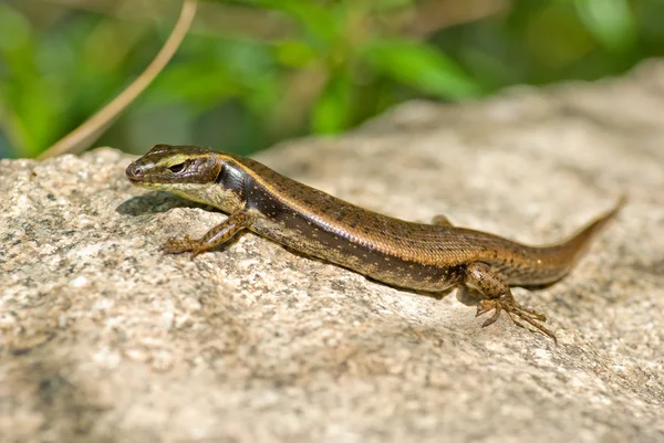 Lizard on rock — Stock Photo, Image