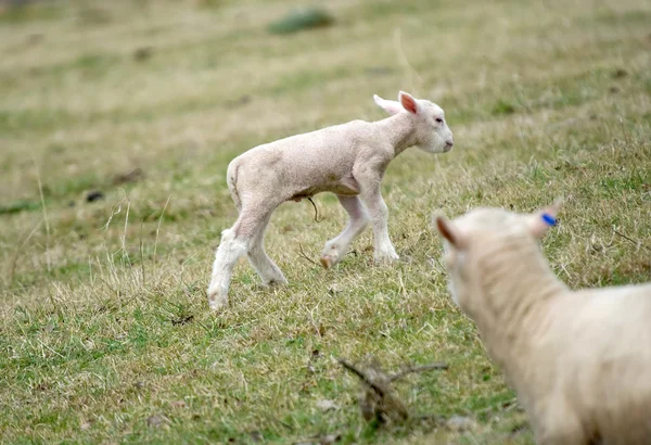 Fiatal bárány, a gazdaságban — Stock Fotó