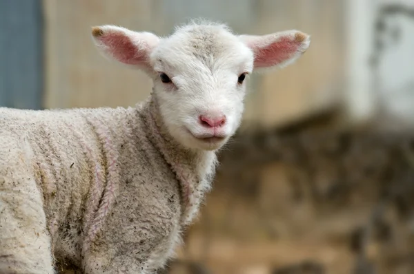 Fiatal baba bárány — Stock Fotó