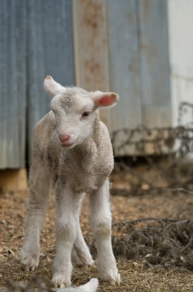 農場で子羊 — ストック写真