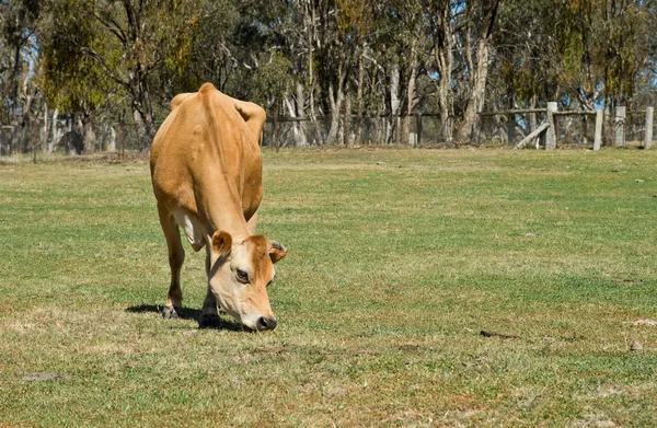 Krávy jedí trávu — Stock fotografie