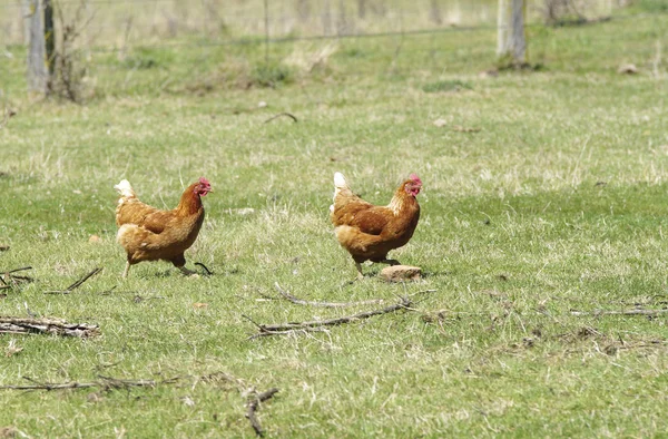 Freerange kycklingar — Stockfoto