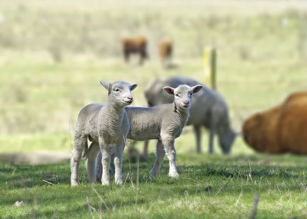 2 つの子羊 — ストック写真