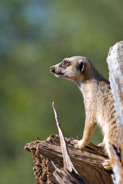 Meerkat på vakt — Stockfoto
