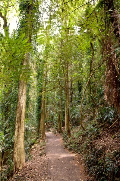 Piękno lasu deszczowego — Zdjęcie stockowe
