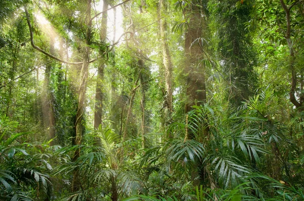 Lumière dans la forêt tropicale — Photo