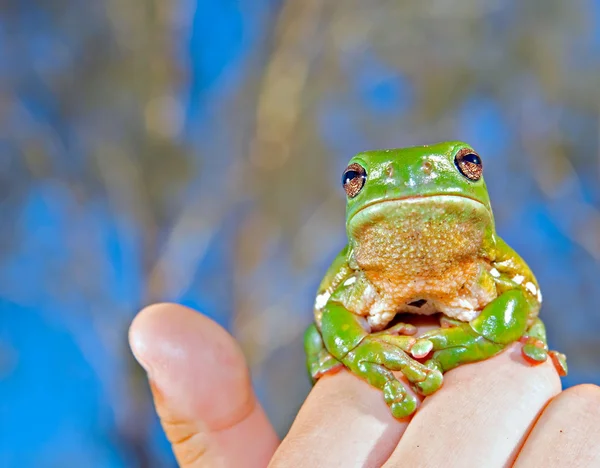 Green tree frog held up — Stock Photo, Image